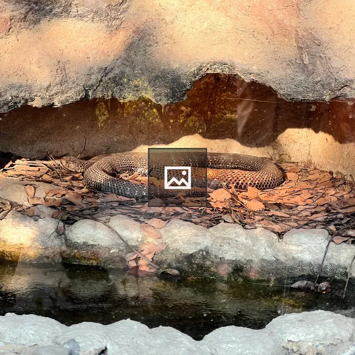Snake on dry leaves