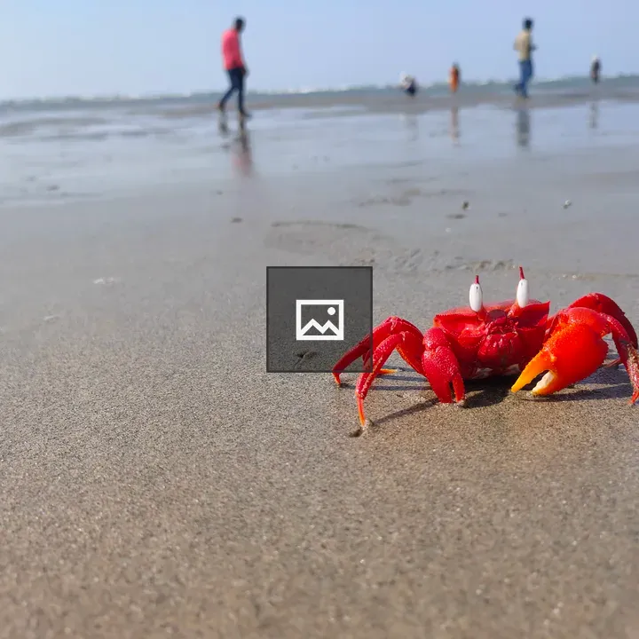 Christmas Island red crab