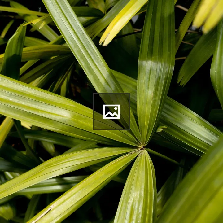 Leaves of a decorative palm plant