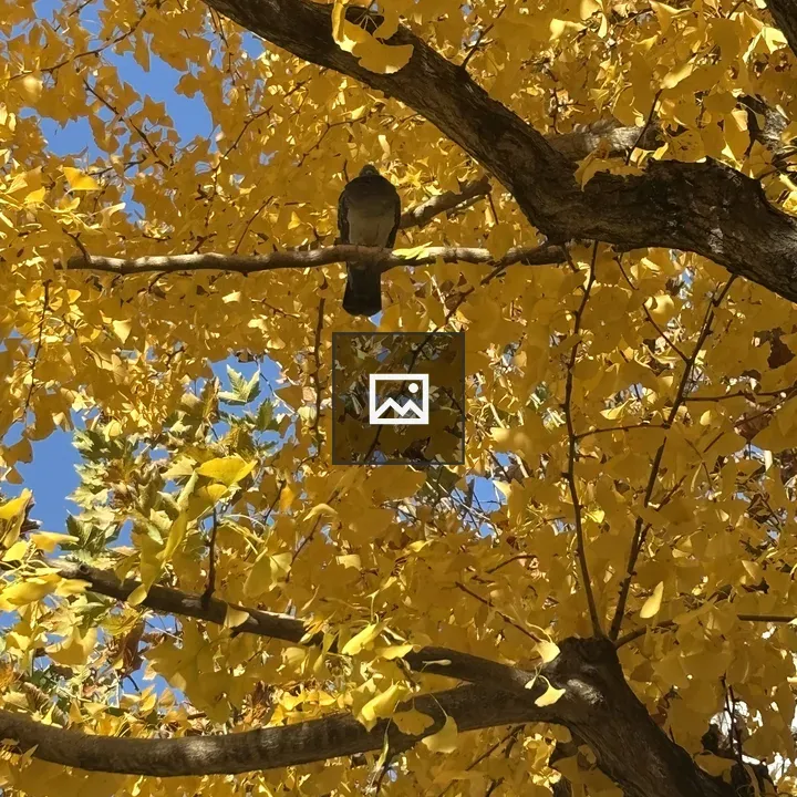 Pigeon on Tree Branch