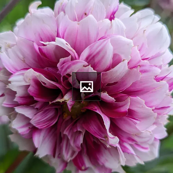 Pink Dahlia Close Up
