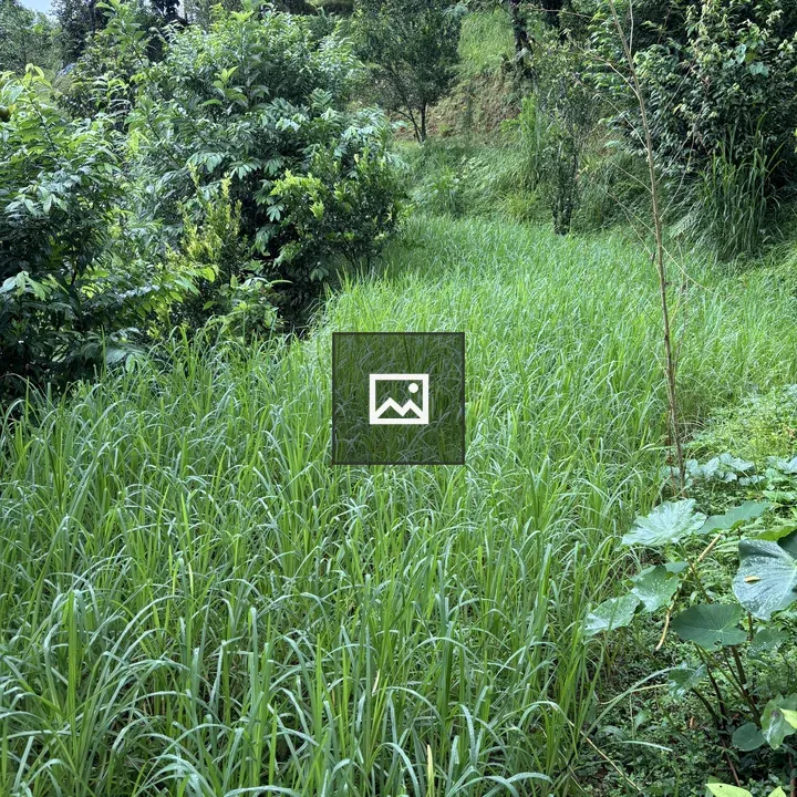 Green landscape with tall grass