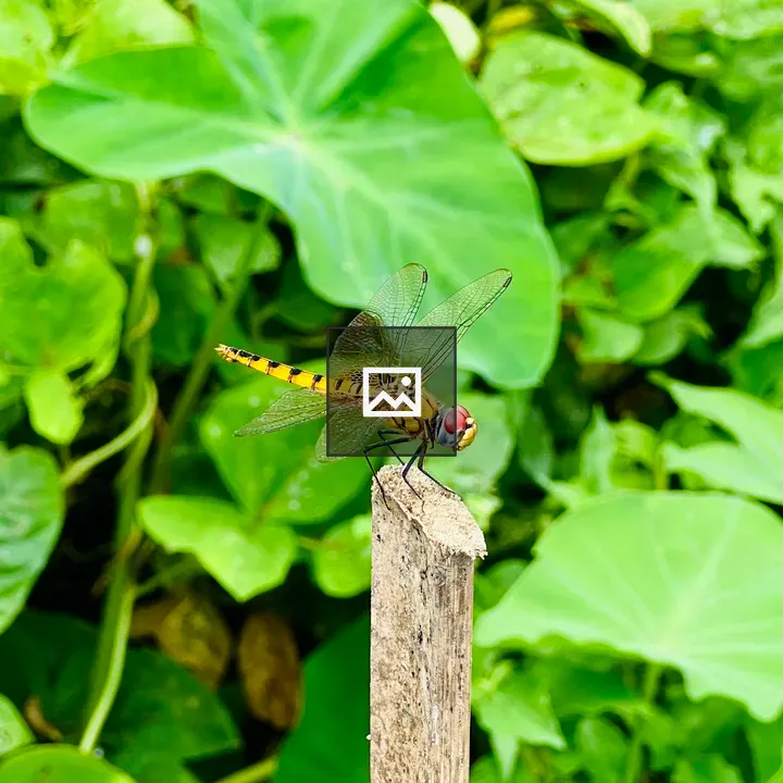 Dragonfly on a Stick