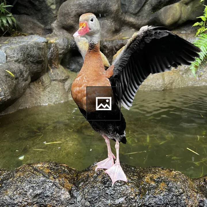 Duck on rocky ledge