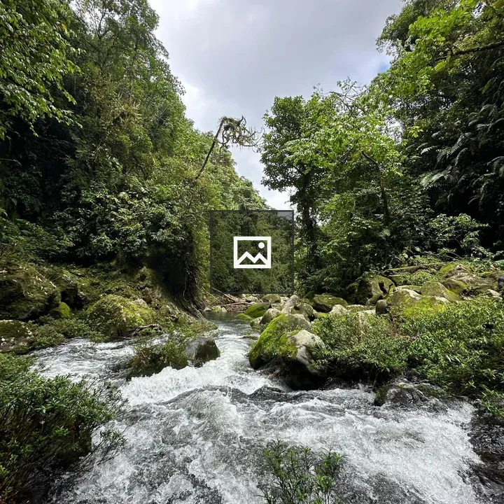 Forest Stream Among Rocks