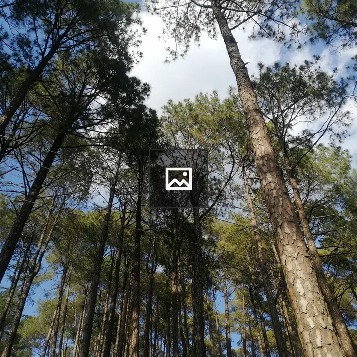 Pine Trees Against Sky