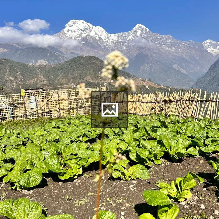 Vegetables in Village Field