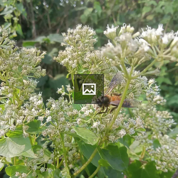 Bee on Flowers in Bangladesh