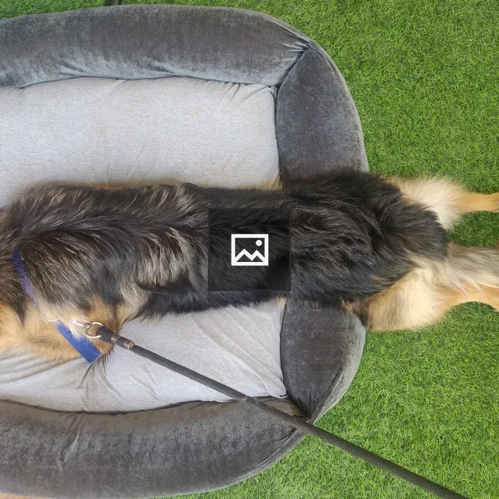 German Shepherd on Bed