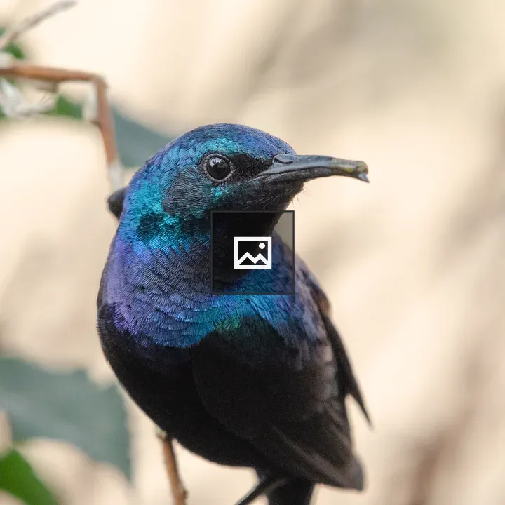 Purple Sunbird in Profile