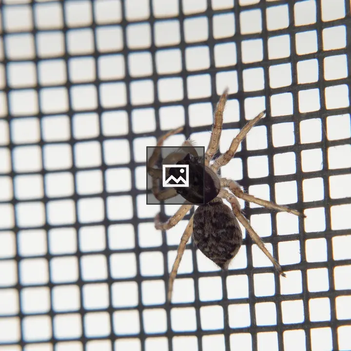 Tiny jumping spider on mosquito net