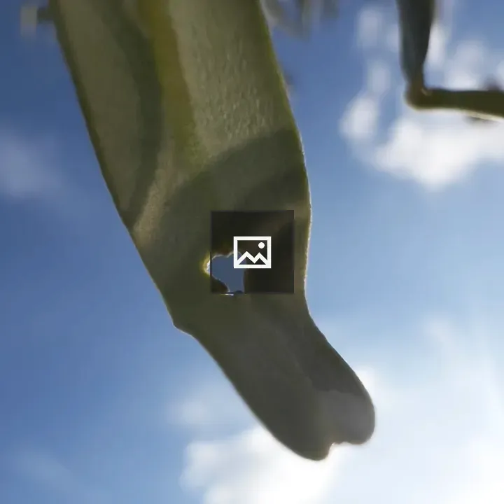 Hole in an olive leaf