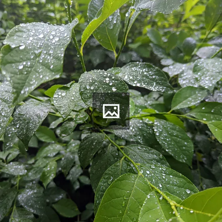 Water Drops on Leafy Greens