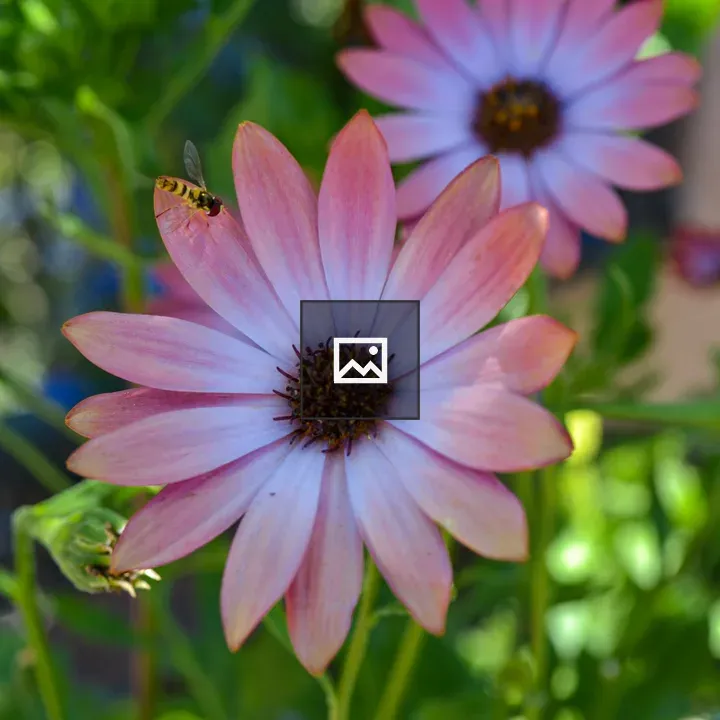 Cape rain daisy
