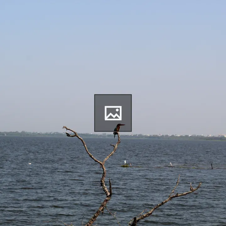 Bird on a Branch Over Lake