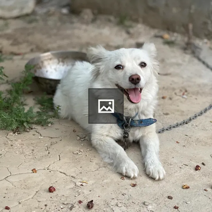 Dog named Tinku