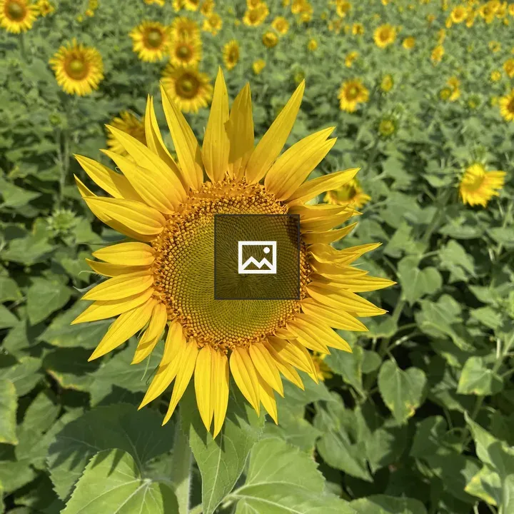 Sunflower in a Field