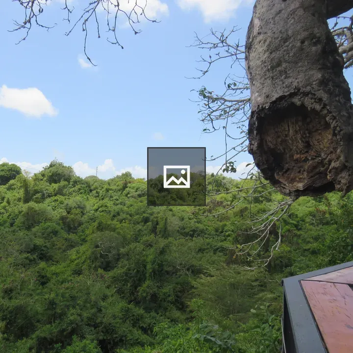 Dense forest with hollow branch