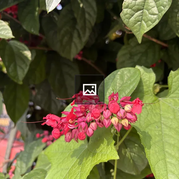 Red flowers on slender stem