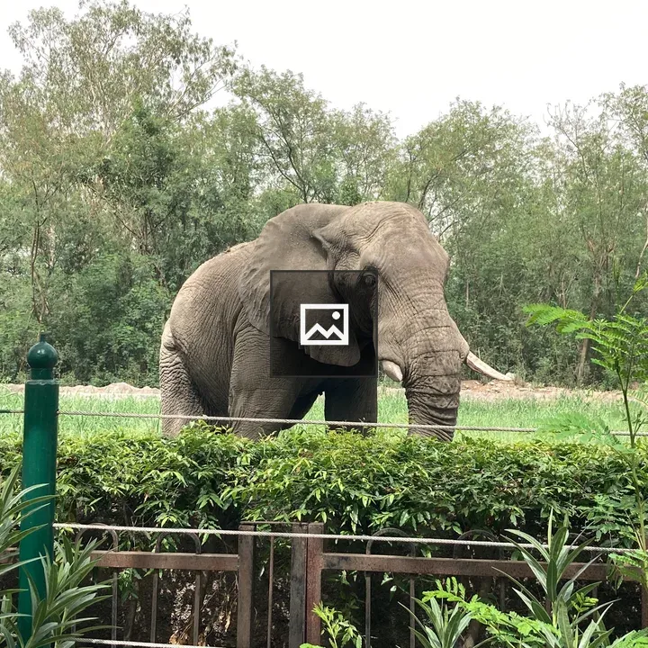 Elephant in natural setting