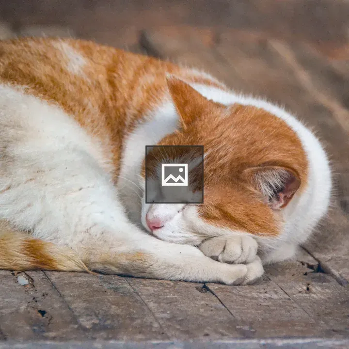 Sleeping orange and white cat