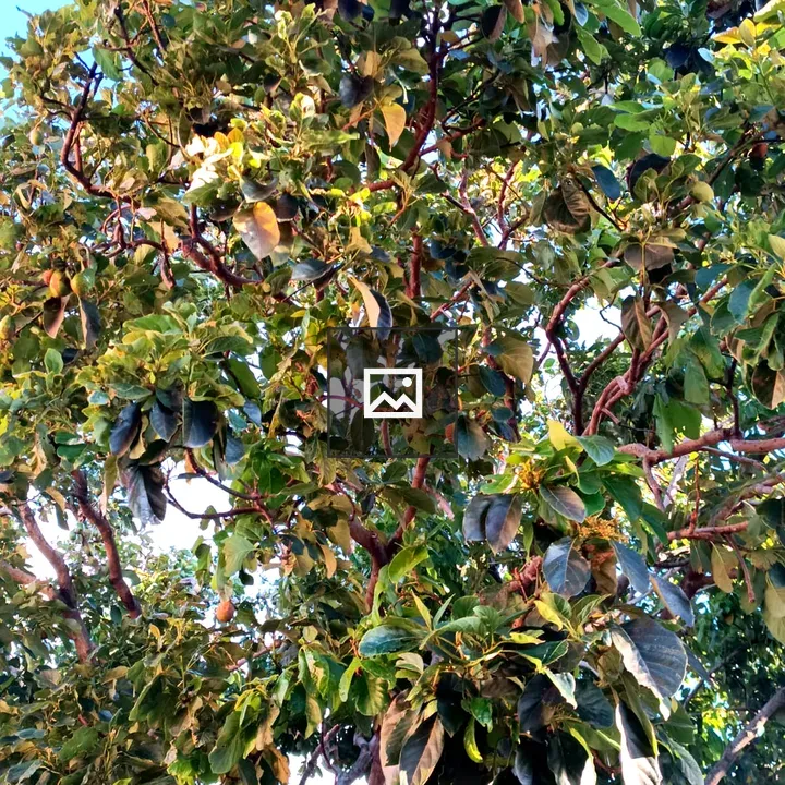 Avocado tree with flowers