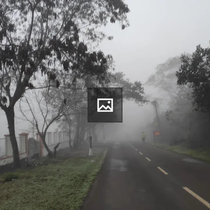 Morning fog on road and trees