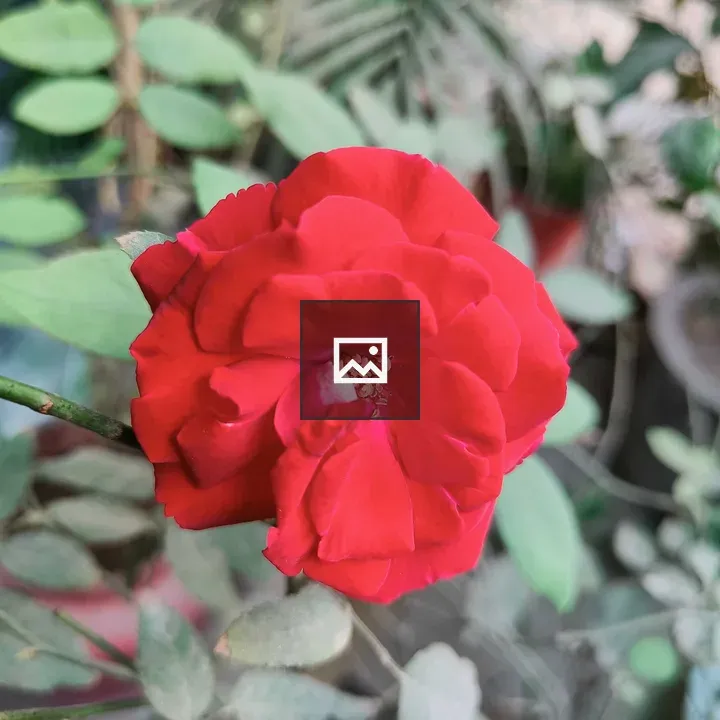 Rose in Portrait