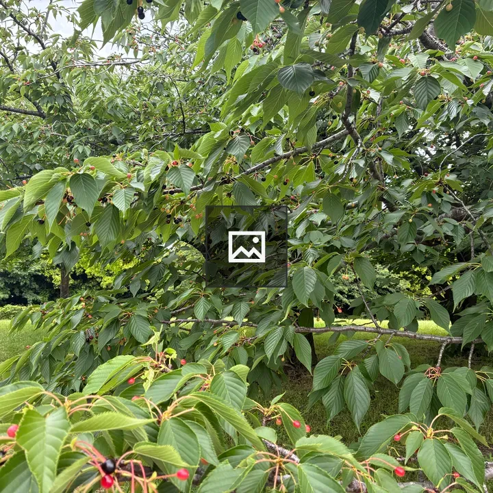 Cherry Branch with Green Leaves
