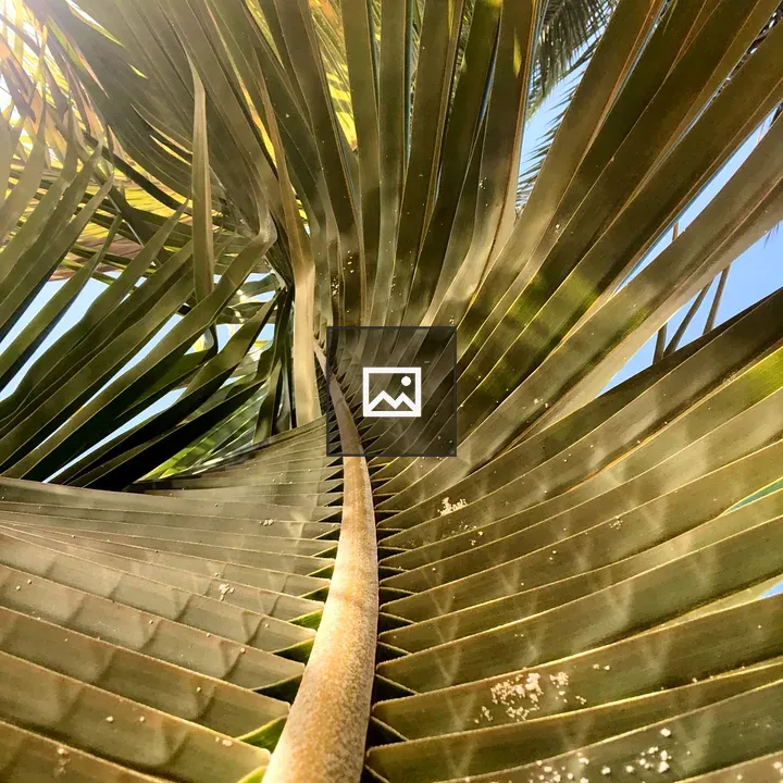 Palm Fronds with Sunlight