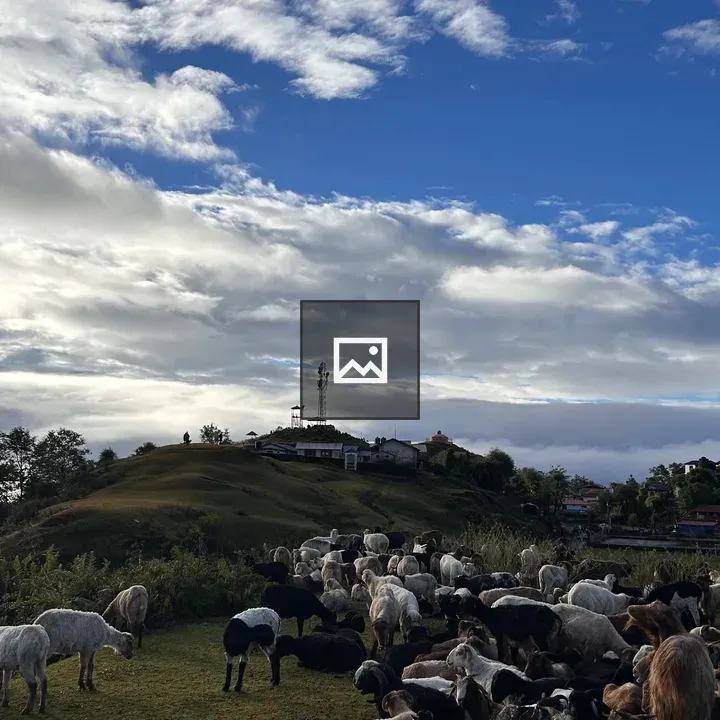Grazing goats and sheep on hillside