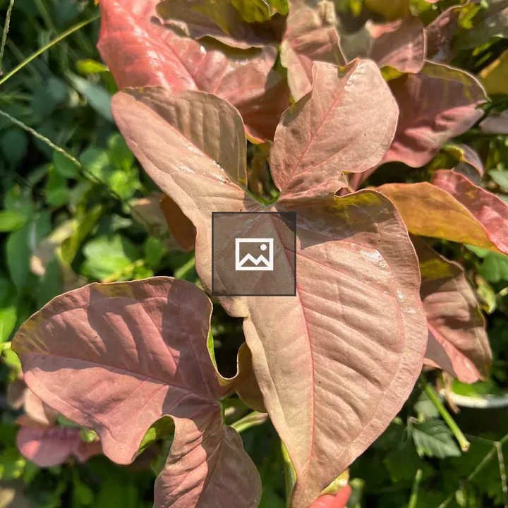 Pink Syngonium Milk Confetti