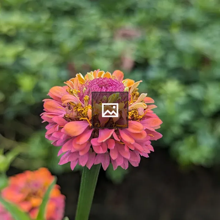 Pink and Yellow Zinnia Flower
