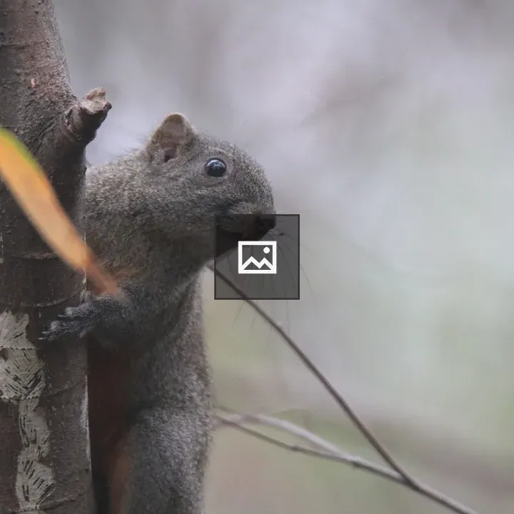 Squirrel on Tree Trunk