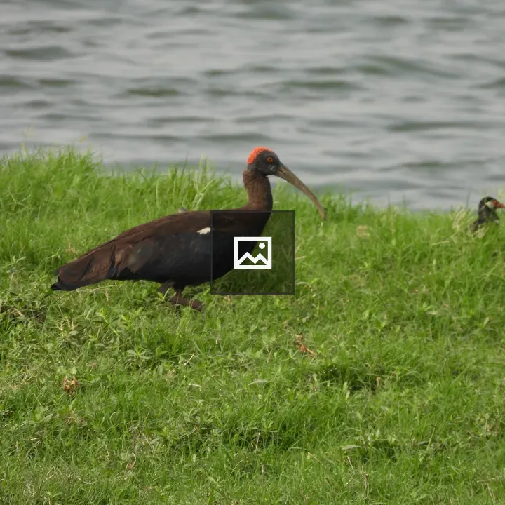 Red Naped Ibis