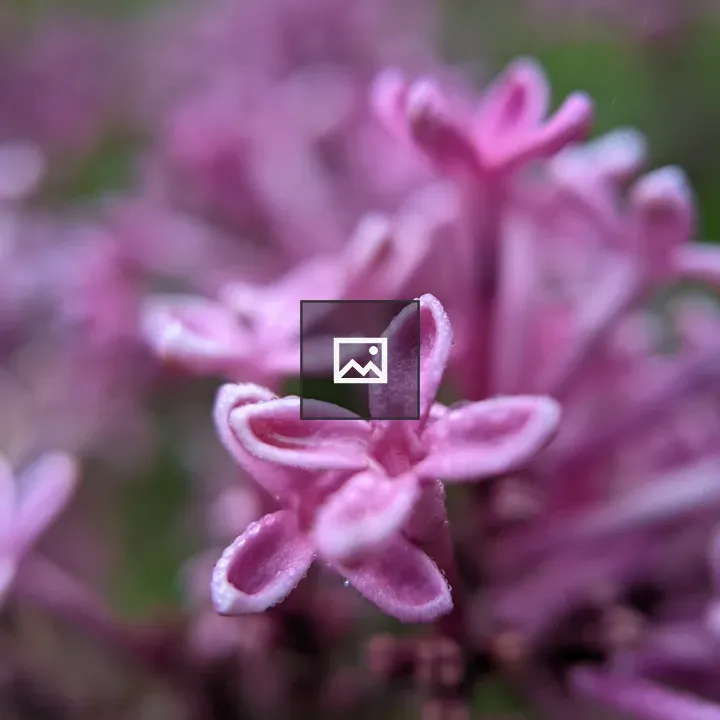 Lilac Blossom with Water Droplets