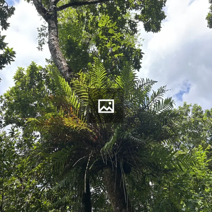 Tall tree with ferns and foliage