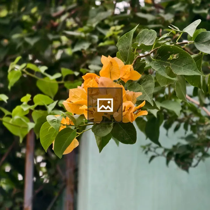 Bougainvillea cluster on branch