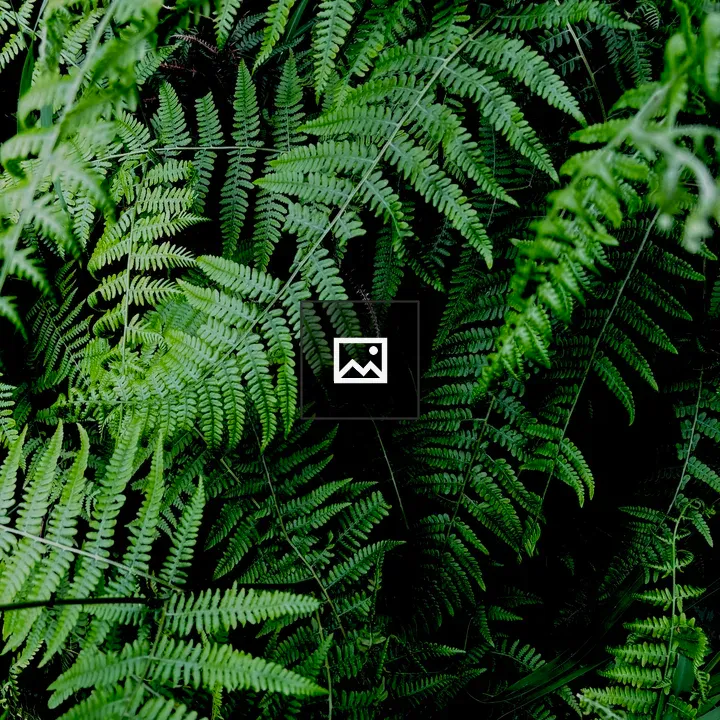 Fern Leaves Dense Cluster