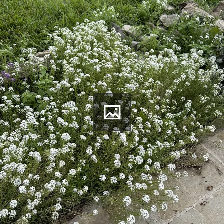 White flowers beside stone walkway