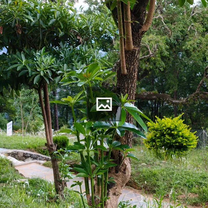 Young Tree in Garden
