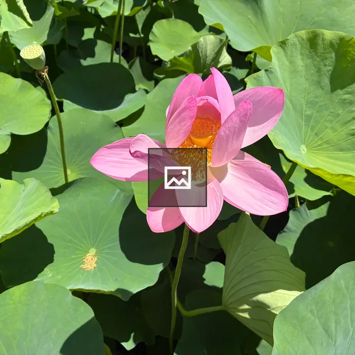 Pink lotus flower with lily pads