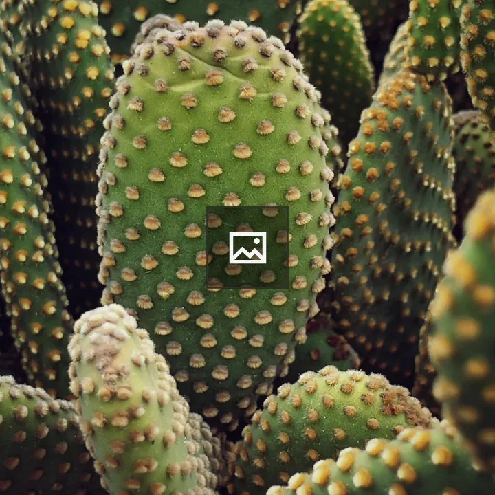 Cactus