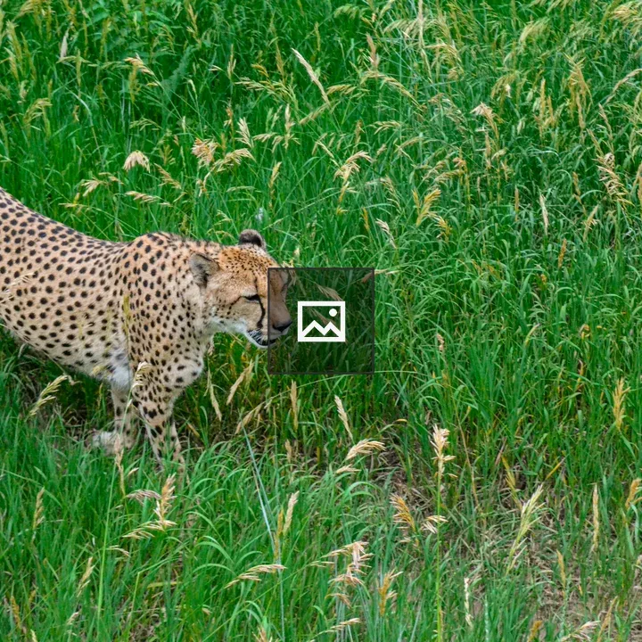 Cheetah Walking Through Tall Grass