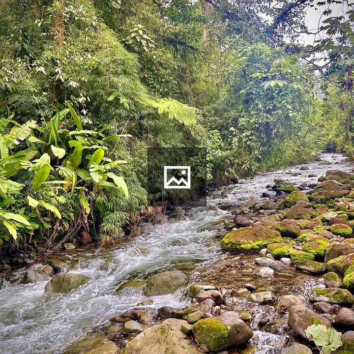 A River in Green Rainforest