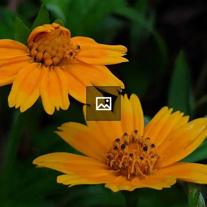 Orange flower petals