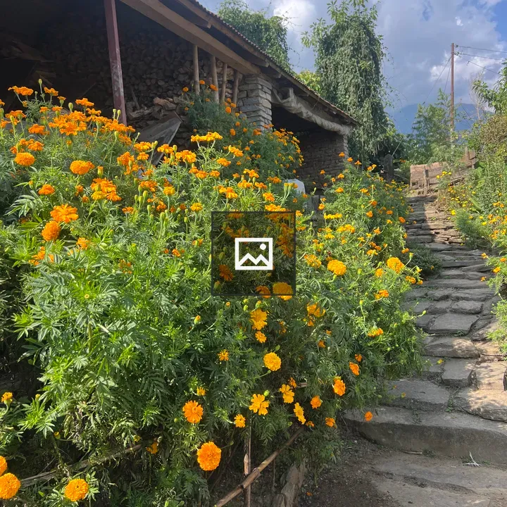 Rustic building with marigolds