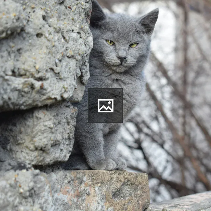 Gray cat on wall