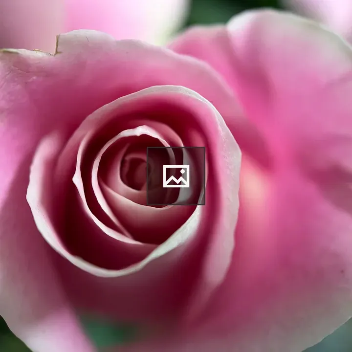 Heart of a pink rose