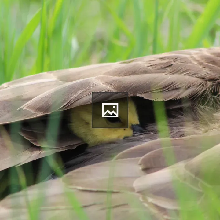 Gosling Under Mother's Wing